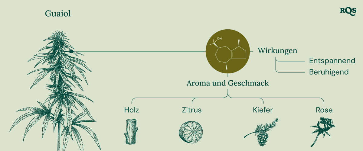 Characteristics of Guaiol Terpene Characteristics of Guaiol Terpene