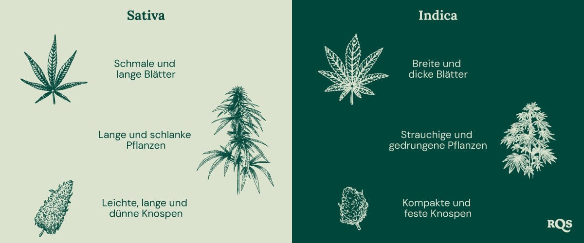 Die Grundlagen des Outdoor-Anbaus (Teil 1) Die Grundlagen des Outdoor-Anbaus (Teil 1)