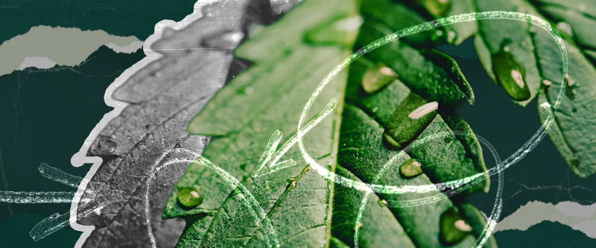 Cannabis-Guttation verstehen: Nahaufnahme von Wassertropfen auf einem Blatt Guttation aus der Nähe betrachtet! Diese detaillierte Illustration auf einem Cannabisblatt zeigt Wassertropfen, die durch Hydathoden ausgeschieden werden, und erklärt diesen natürlichen Pflanzenprozess und seine Ursachen.