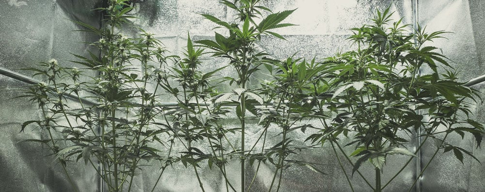 Warum wird meine Cannabispflanze groß und dünn? Warum wird meine Cannabispflanze groß und dünn?