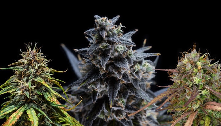 Cannabis Colours Cannabis Colours