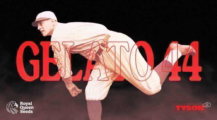 Ein Baseballspieler in einer rot-weißen Uniform, der mitten im Wurf festgehalten wird und die Gelato 44-Sorte von RQS repräsentiert, zeigt Konzentration und Präzision.