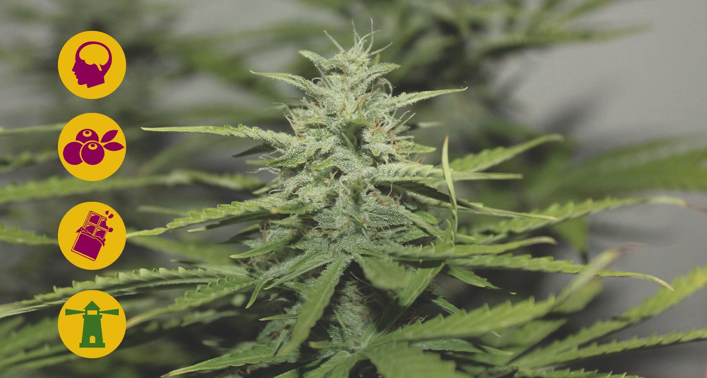 Die besten Haze-Cannabissorten Die besten Haze-Cannabissorten