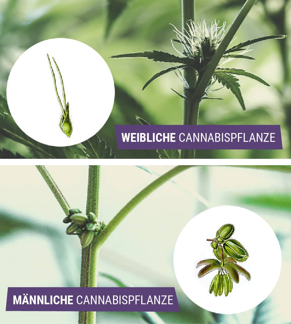 Männliches Versus Weibliches Cannabis: Was Ist Der Unterschied? Männliches Versus Weibliches Cannabis: Was Ist Der Unterschied?