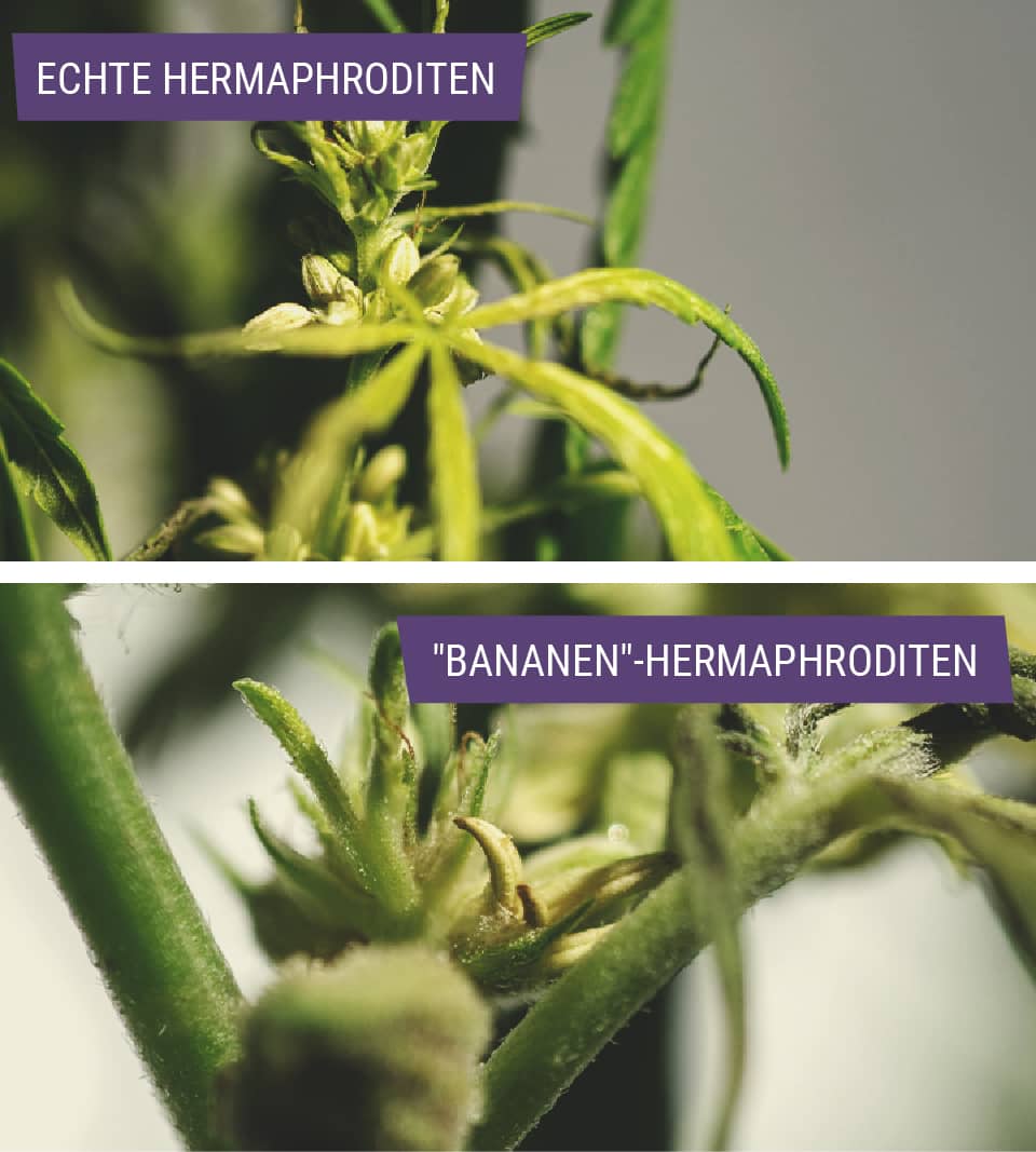 Arten Von Hermaphroditischen Cannabispflanzen Arten Von Hermaphroditischen Cannabispflanzen