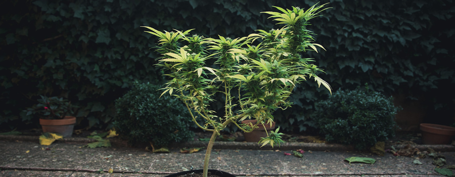 Low Stress Training - LST Low Stress Training - LST