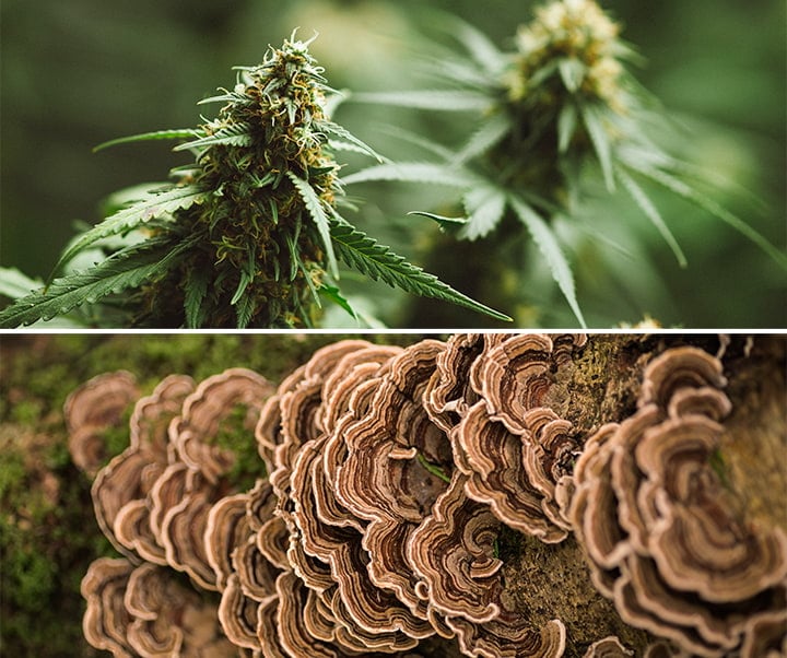 Marihuana and Mushrooms Marihuana and Mushrooms