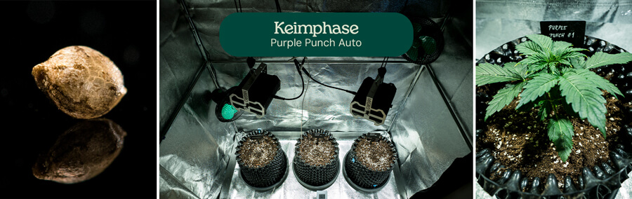 Purple Punch Auto Strain Review Purple Punch Auto Strain Review