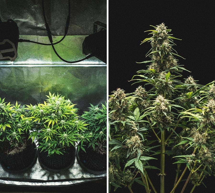 Sweet Skunk Automatic Grow-Bericht Sweet Skunk Automatic Grow-Bericht